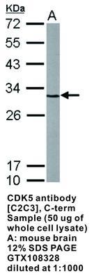 CDK5 antibody [C2C3], C-term, GeneTex