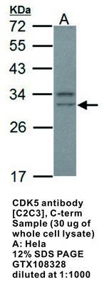 CDK5 antibody [C2C3], C-term, GeneTex