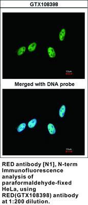 RED antibody [N1], N-term, GeneTex