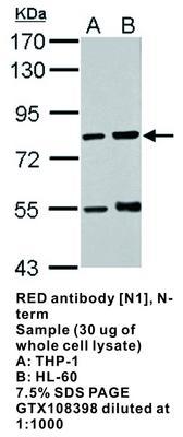 RED antibody [N1], N-term, GeneTex