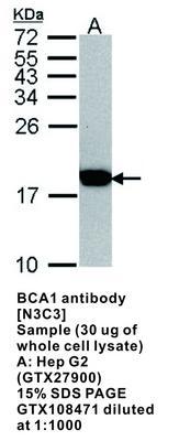 BCA1 antibody [N3C3], GeneTex