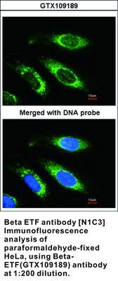 Beta ETF antibody [N1C3], GeneTex