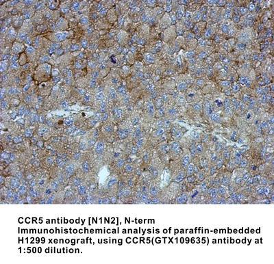 CCR5 antibody [N1N2], N-term, GeneTex