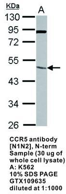 CCR5 antibody [N1N2], N-term, GeneTex