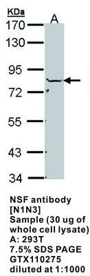 NSF antibody [N1N3], GeneTex