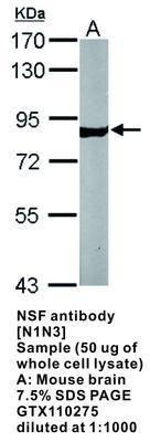 NSF antibody [N1N3], GeneTex