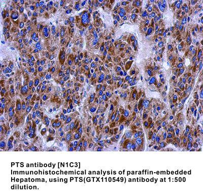 PTS antibody [N1C3], GeneTex