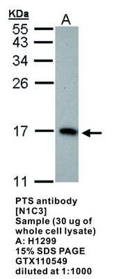 PTS antibody [N1C3], GeneTex