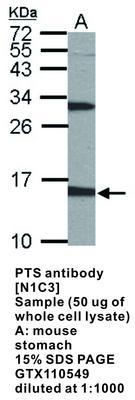 PTS antibody [N1C3], GeneTex