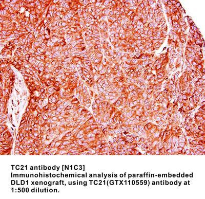 TC21 antibody [N1C3], GeneTex