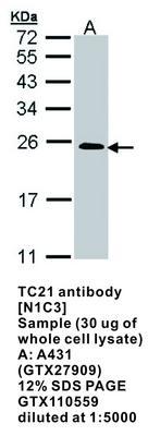 TC21 antibody [N1C3], GeneTex