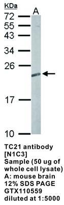 TC21 antibody [N1C3], GeneTex