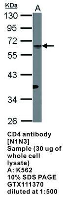 CD4 antibody [N1N3], GeneTex