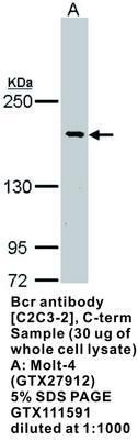 Bcr antibody [C2C3-2], C-term, GeneTex