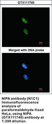 NIPA antibody [N1C1], GeneTex