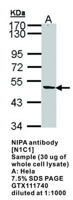 NIPA antibody [N1C1], GeneTex