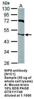 NIPA antibody [N1C1], GeneTex