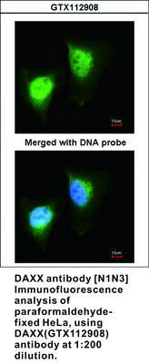 DAXX antibody [N1N3], GeneTex