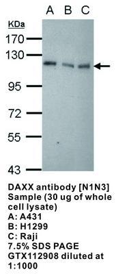 DAXX antibody [N1N3], GeneTex