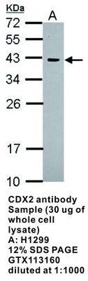 CDX2 antibody - 100µl, GeneTex