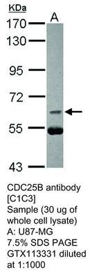 RB PAB TO CDC25B