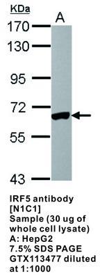 IRF5 antibody [N1C1], GeneTex