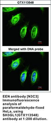 EEN antibody [N3C3], GeneTex