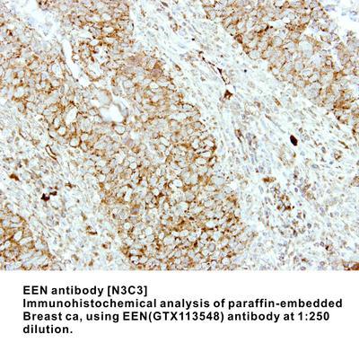 EEN antibody [N3C3], GeneTex