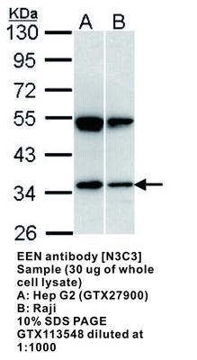 EEN antibody [N3C3], GeneTex