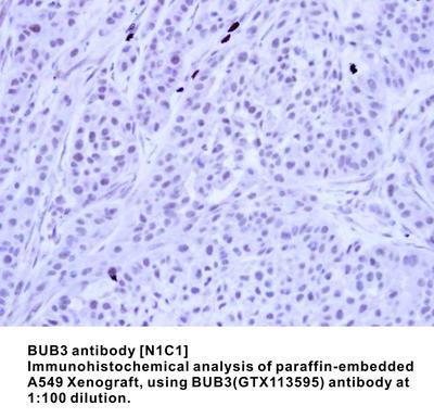 BUB3 antibody [N1C1], GeneTex