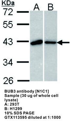 BUB3 antibody [N1C1], GeneTex