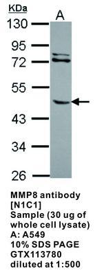 MMP8 antibody [N1C1], GeneTex