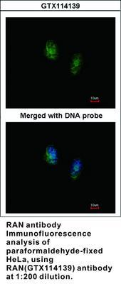 RAN antibody, GeneTex