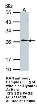 RAN antibody, GeneTex