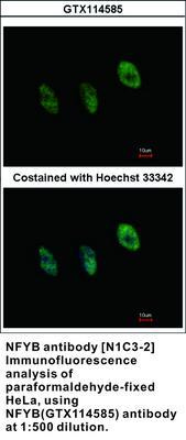 NFYB antibody [N1C3-2], GeneTex