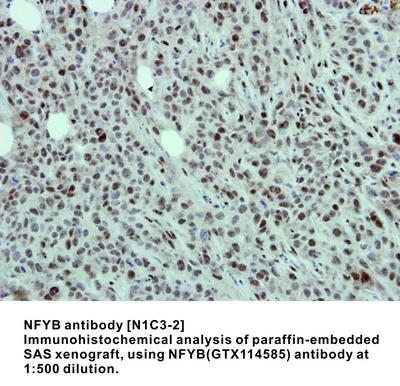 NFYB antibody [N1C3-2], GeneTex