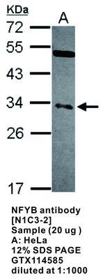 NFYB antibody [N1C3-2], GeneTex