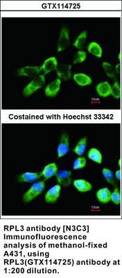 RPL3 antibody [N3C3], GeneTex