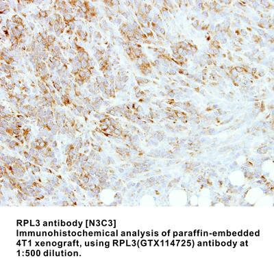 RPL3 antibody [N3C3], GeneTex