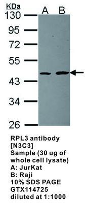 RPL3 antibody [N3C3], GeneTex