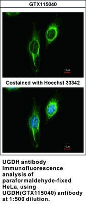 UGDH antibody, GeneTex