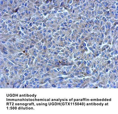 UGDH antibody, GeneTex