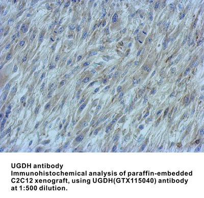 UGDH antibody, GeneTex