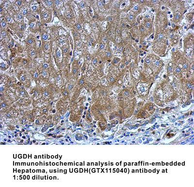 UGDH antibody, GeneTex