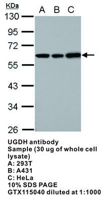 UGDH antibody, GeneTex