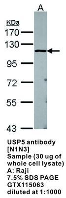 USP5 antibody [N1N3], GeneTex