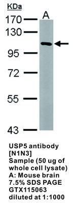 USP5 antibody [N1N3], GeneTex