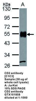 CD2 antibody [C1C3], GeneTex