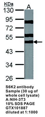 S6K2 antibody, GeneTex