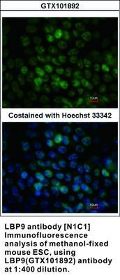 LBP9 antibody [N1C1], GeneTex